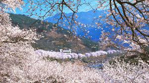 벚꽃 명소 관련 사진