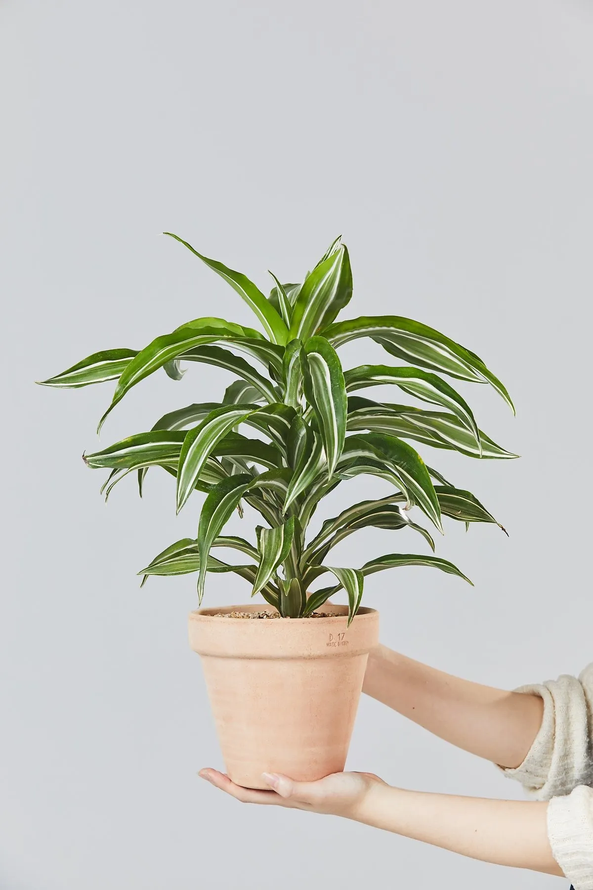 드라세나 키우기 물주기 가지치기 번식방법 흙배합 가이드_2