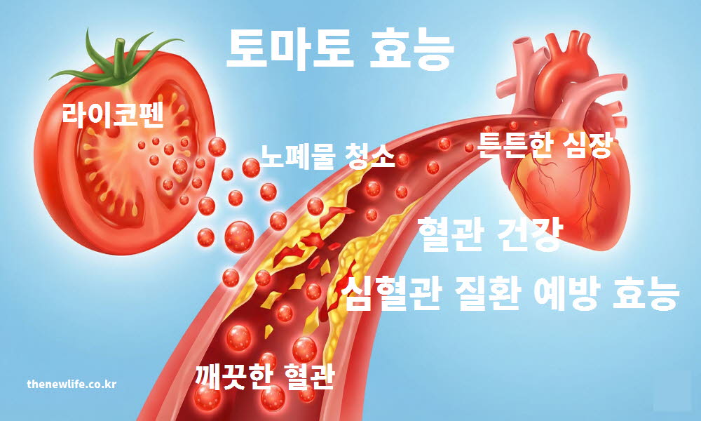 토마토 효능 혈관 건강 심혈관 질환 예방
