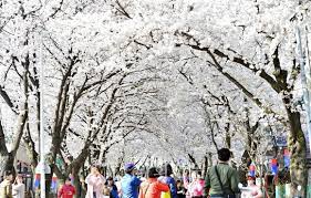 제 28회 제천 청풍호 벚꽃축제 기본일정과 특징 소개