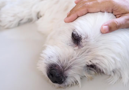 개의 파르보바이러스 감염증 예방 방법이란?