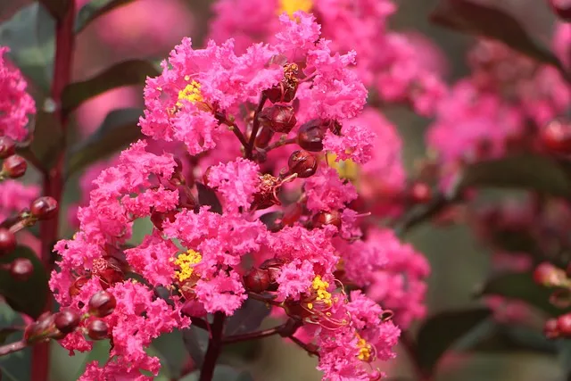 화무십일홍 뜻과 화무십일홍 권불십년 花無十日紅 자료집_7