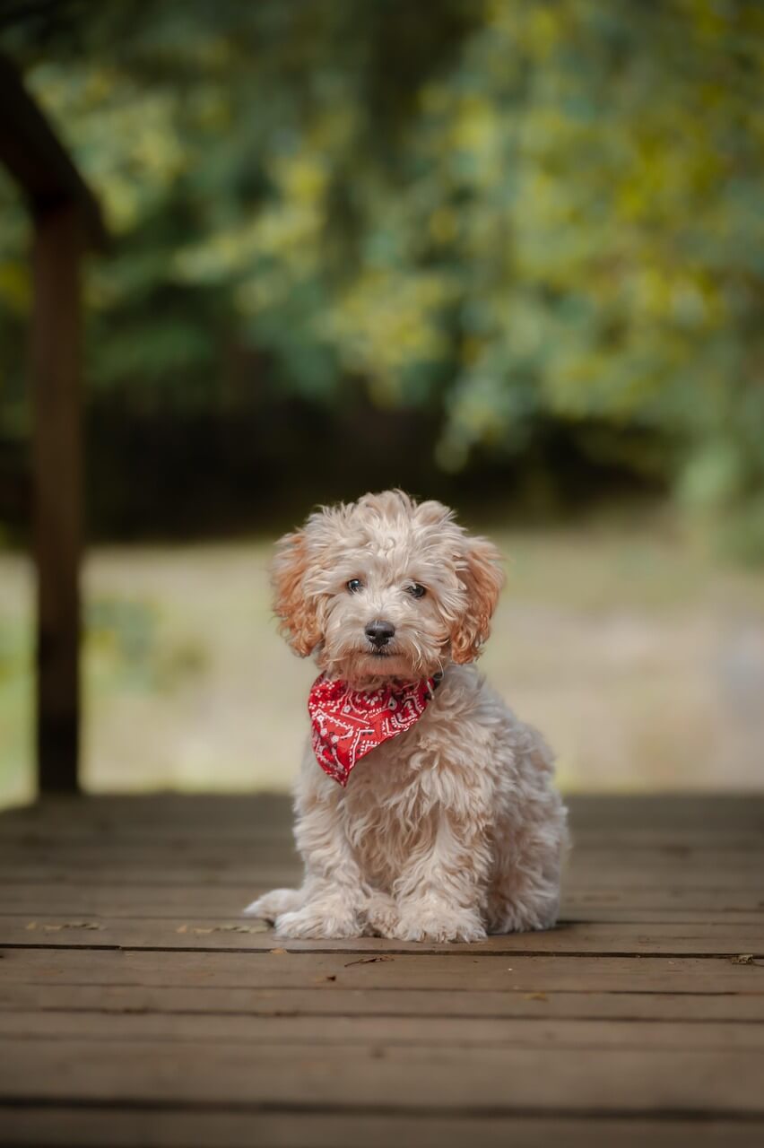 APEC 정상회의 경주 개최|한국 경제에 돌아올 5가지 대박 효과