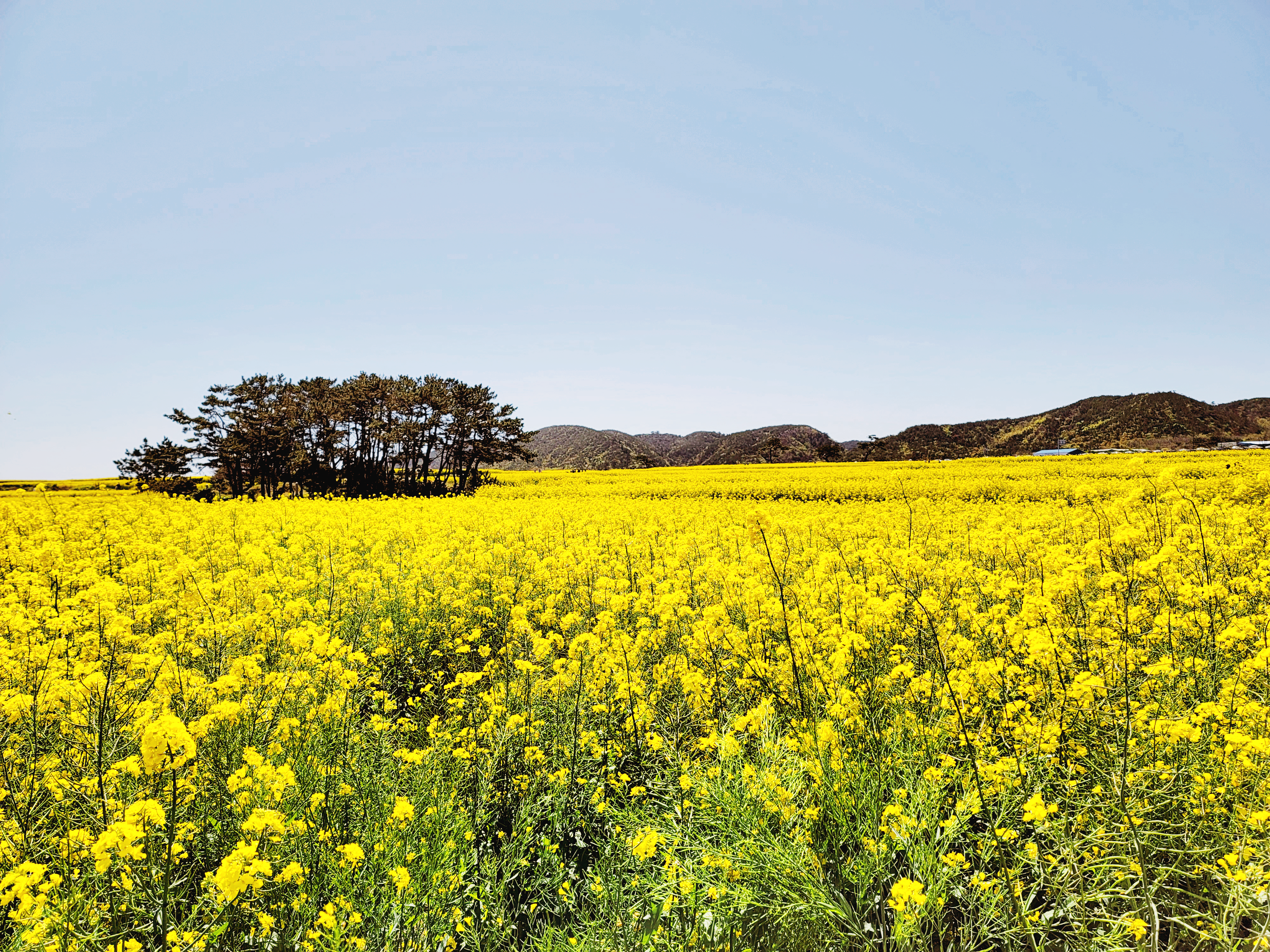 유채꽃과 어울리는 소나무