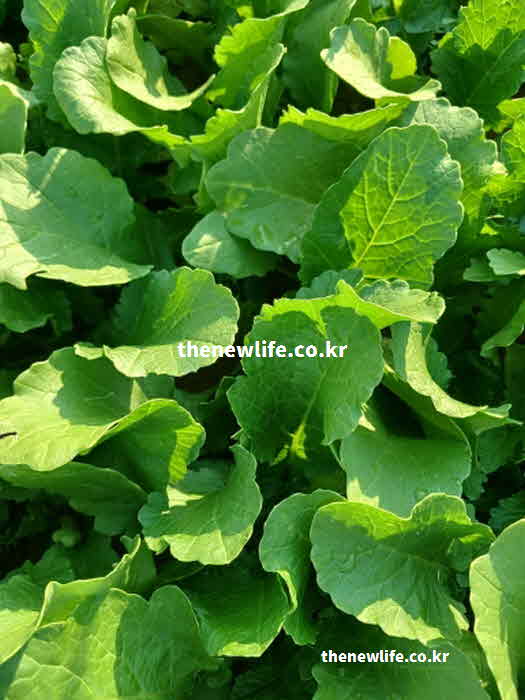 열무 효능 시력 보호 베타카로틴 성분