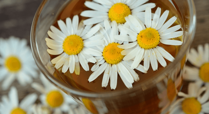 캐모마일 꽃 - 5