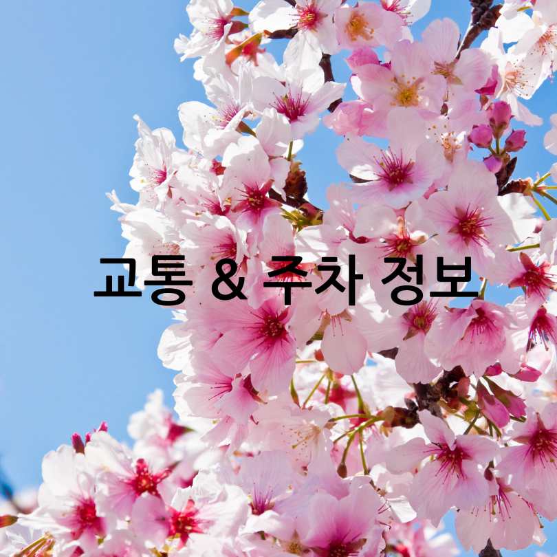 안동 벚꽃축제 2025