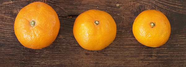 중간 크기 귤을 고르세요_백년밥상유튜브