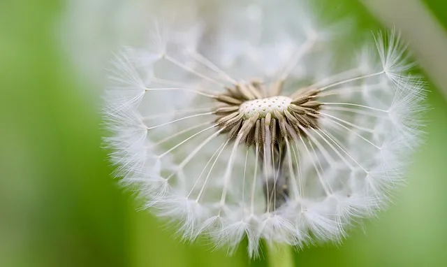 튜베로즈 씨앗 꽃 피우기 계절별 관리법 병충해 예방_2