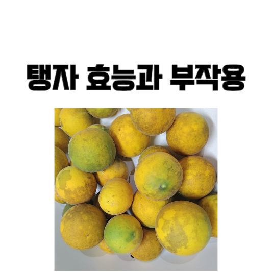 탱자 효능과 부작용