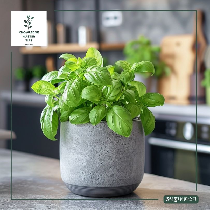 바질 키우기 - 분갈이 가이드