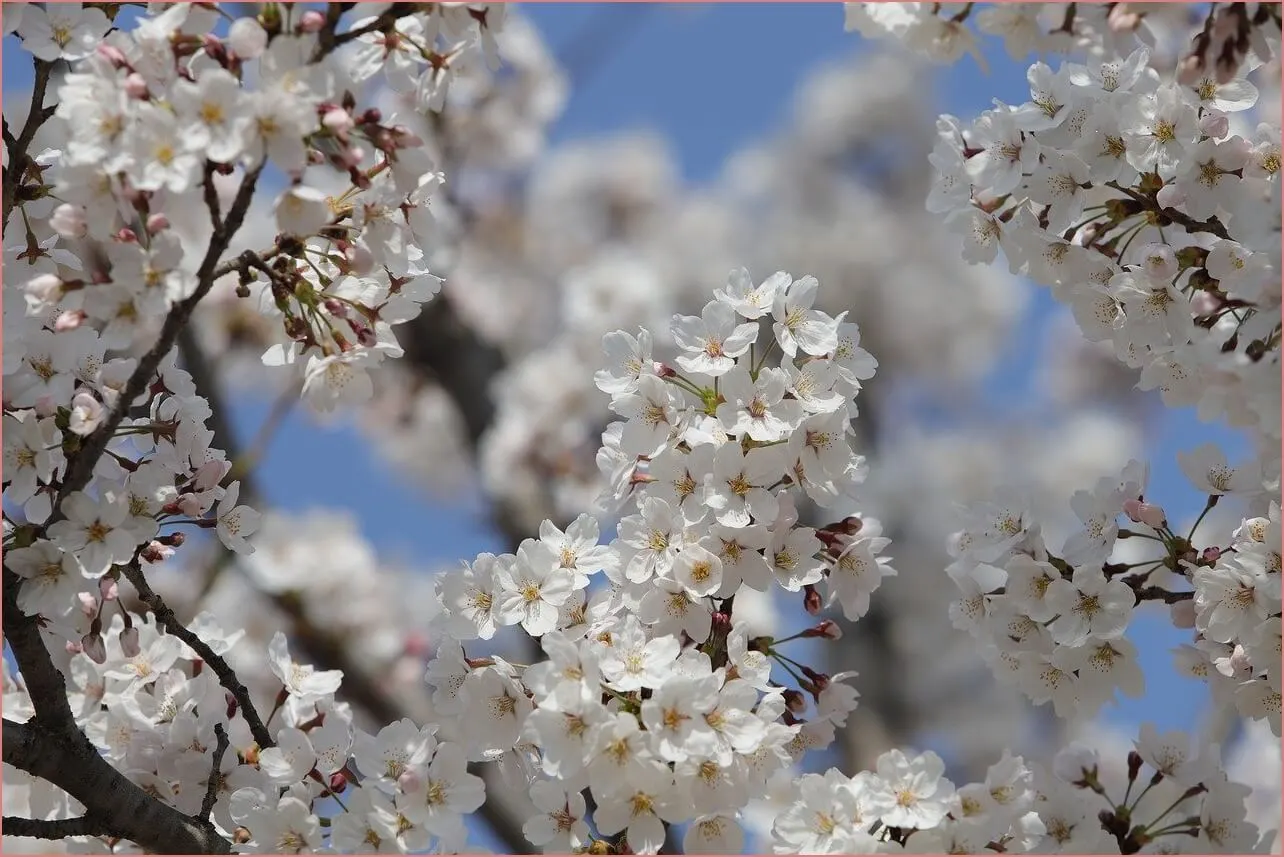 장생포 수국축제 주차장