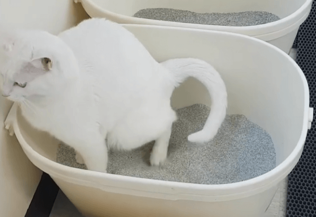  고양이 화장실 모래 추천 BEST 5