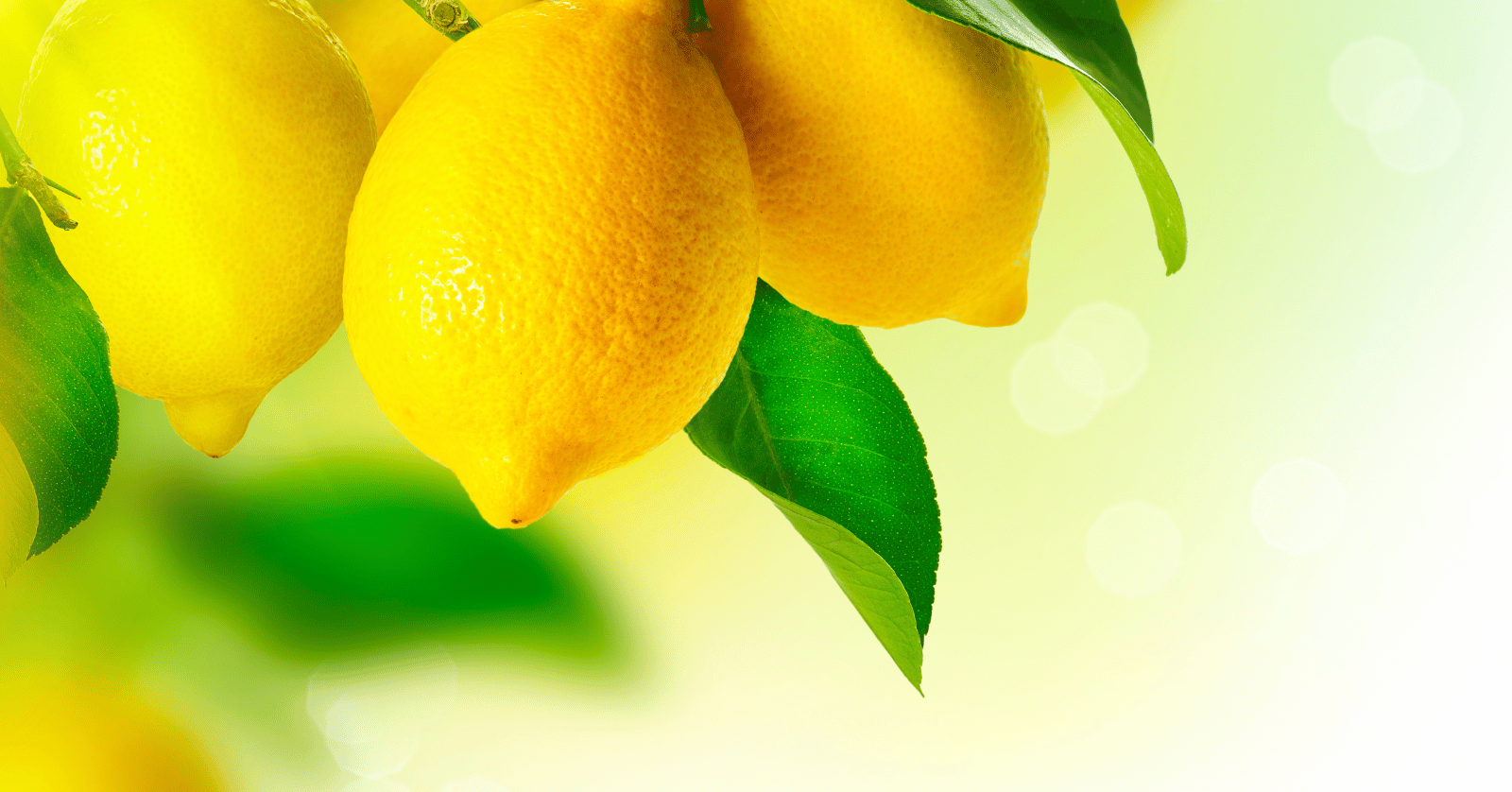 레몬효능부작용