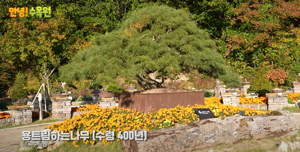 양구수목원 여행