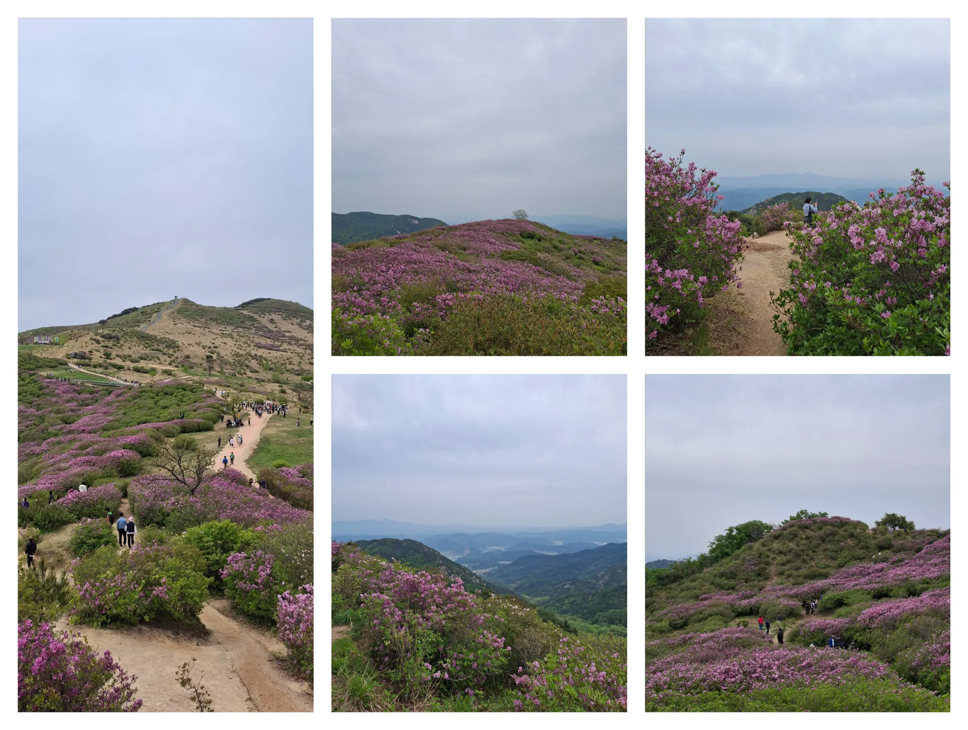 봄 황매산