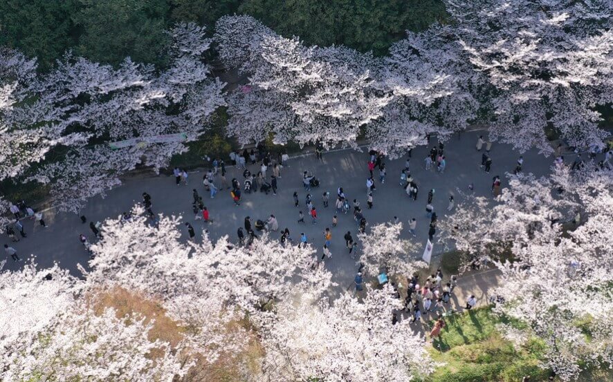 중외공원 벚꽃길