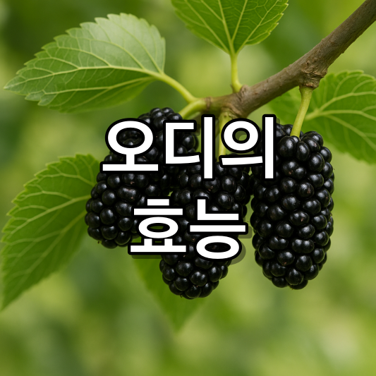 뽕나무 열매 오디즙 오디의 효능과 부작용 궁합맞는 음식은