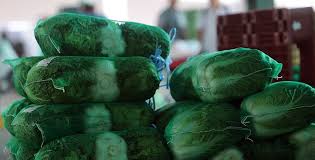 김장용 절임 배추