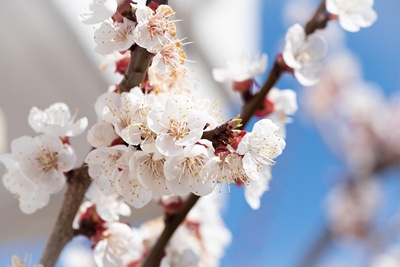 청와대 관람신청 예약 및 주차장&amp;#44; 셔틀&amp;#44; 대중교통 정보