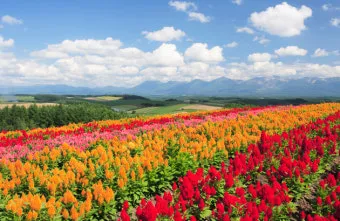 북해도 후라노 라벤더 축제 시즌 개화 시기 이벤트 일정 대표 명소 여행 완벽 가이드_18