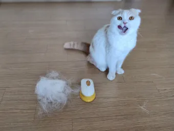 "고양이
