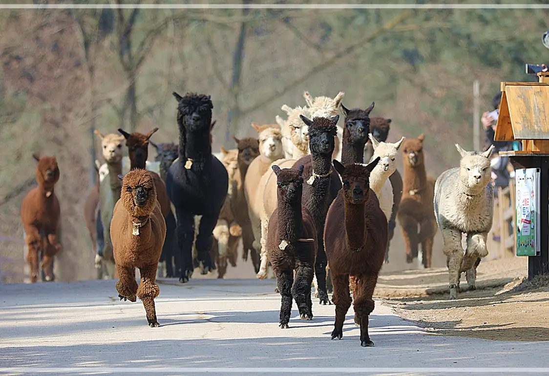 홍천-알파카월드-입장료-할인-이용-시간