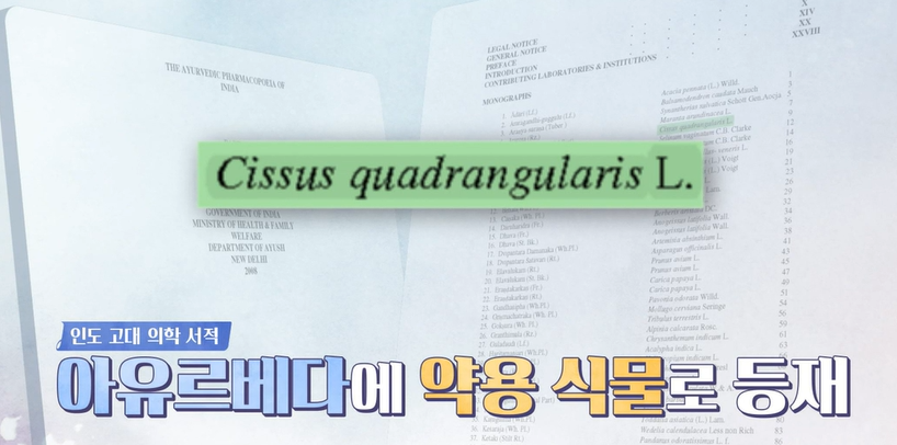 시서스