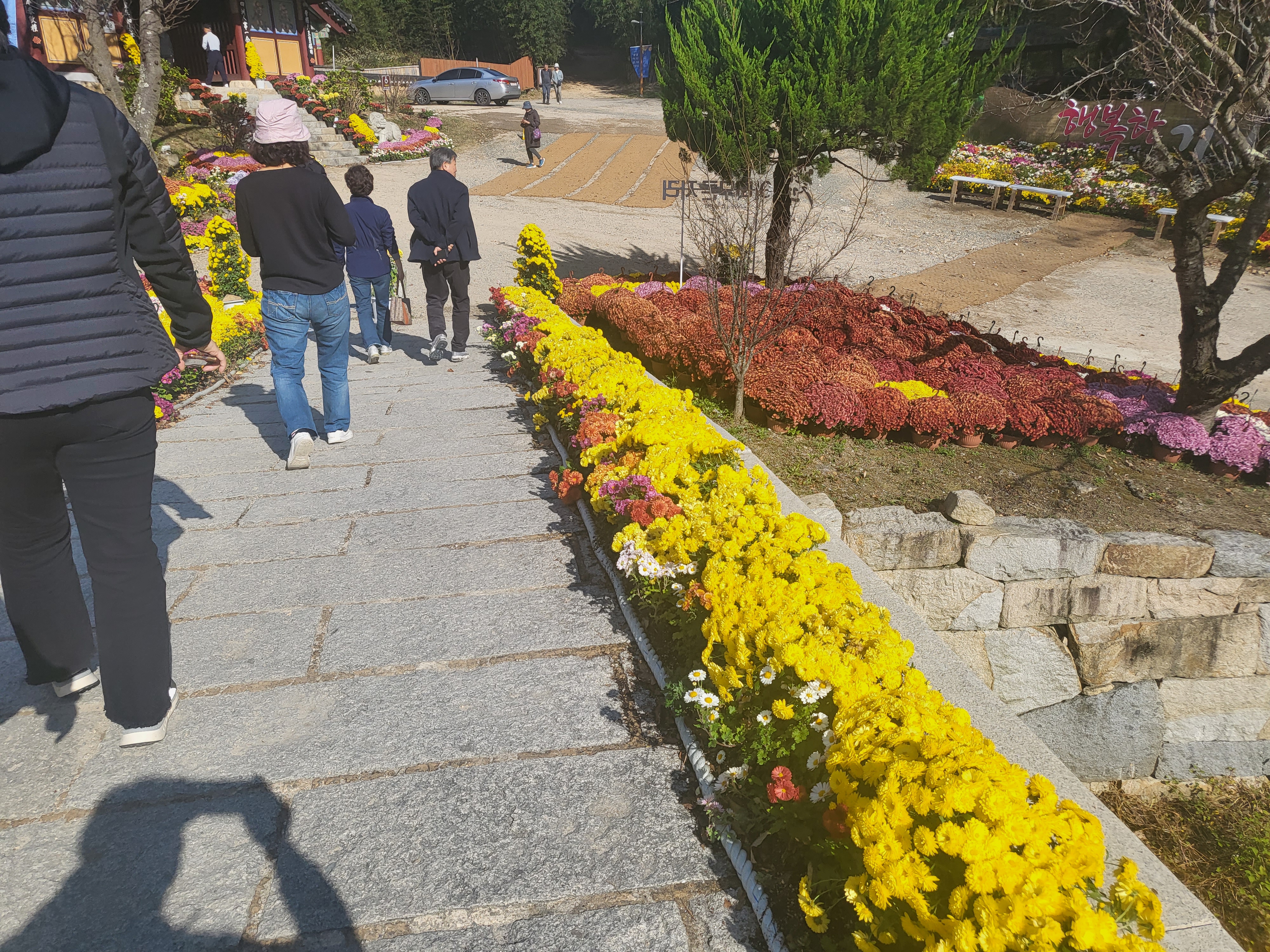 국화 향기 가득한 부산 기장 장안사 제 7회 기장 국화분재전시회가 열렸습니다.