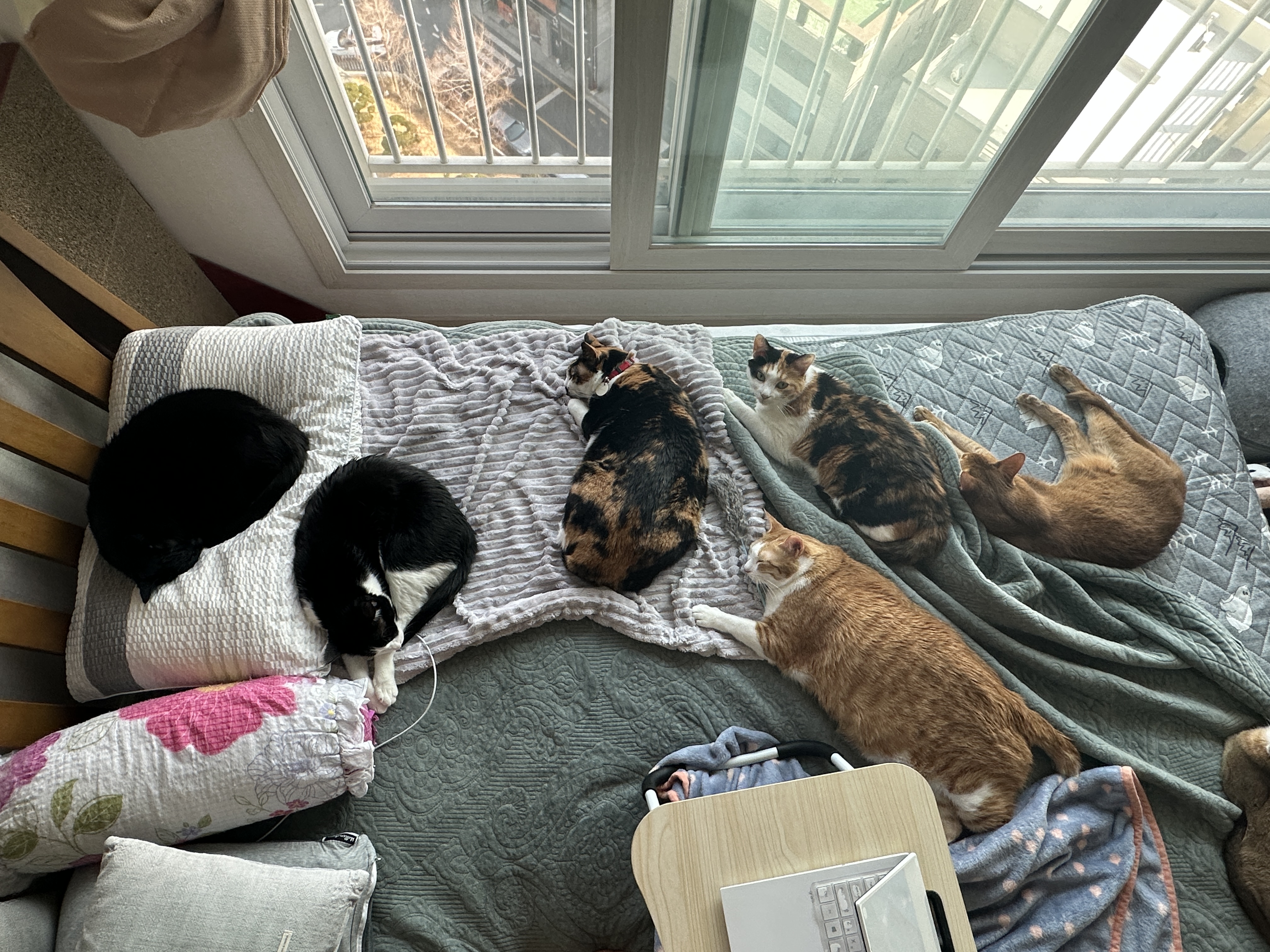 엄마집사가 침대 위에서 작업하면 아홉냥이들은..