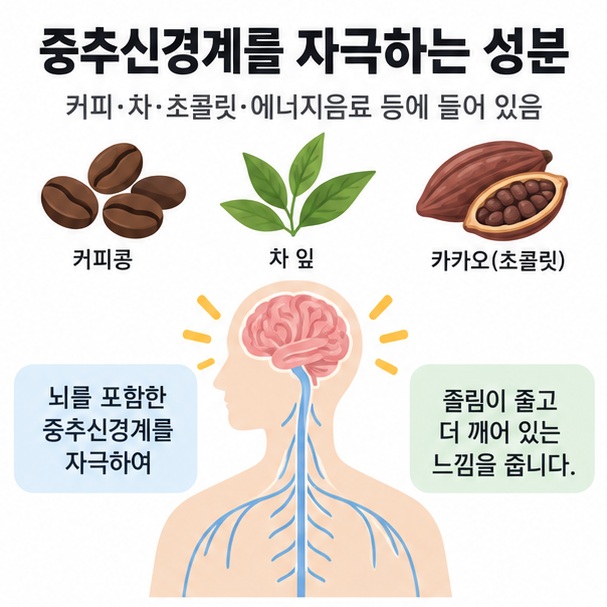 카페인의 주요 섭취원과 중추신경계 각성 작용을 간단히 설명한 이미지
