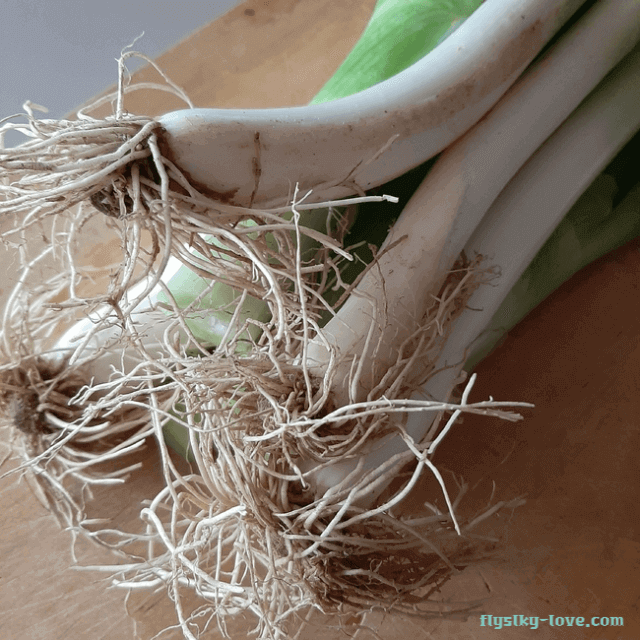 기관지 질환에 좋은 대파 뿌리