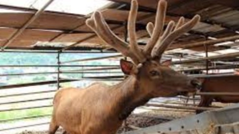 녹용과 원용과의 차이점