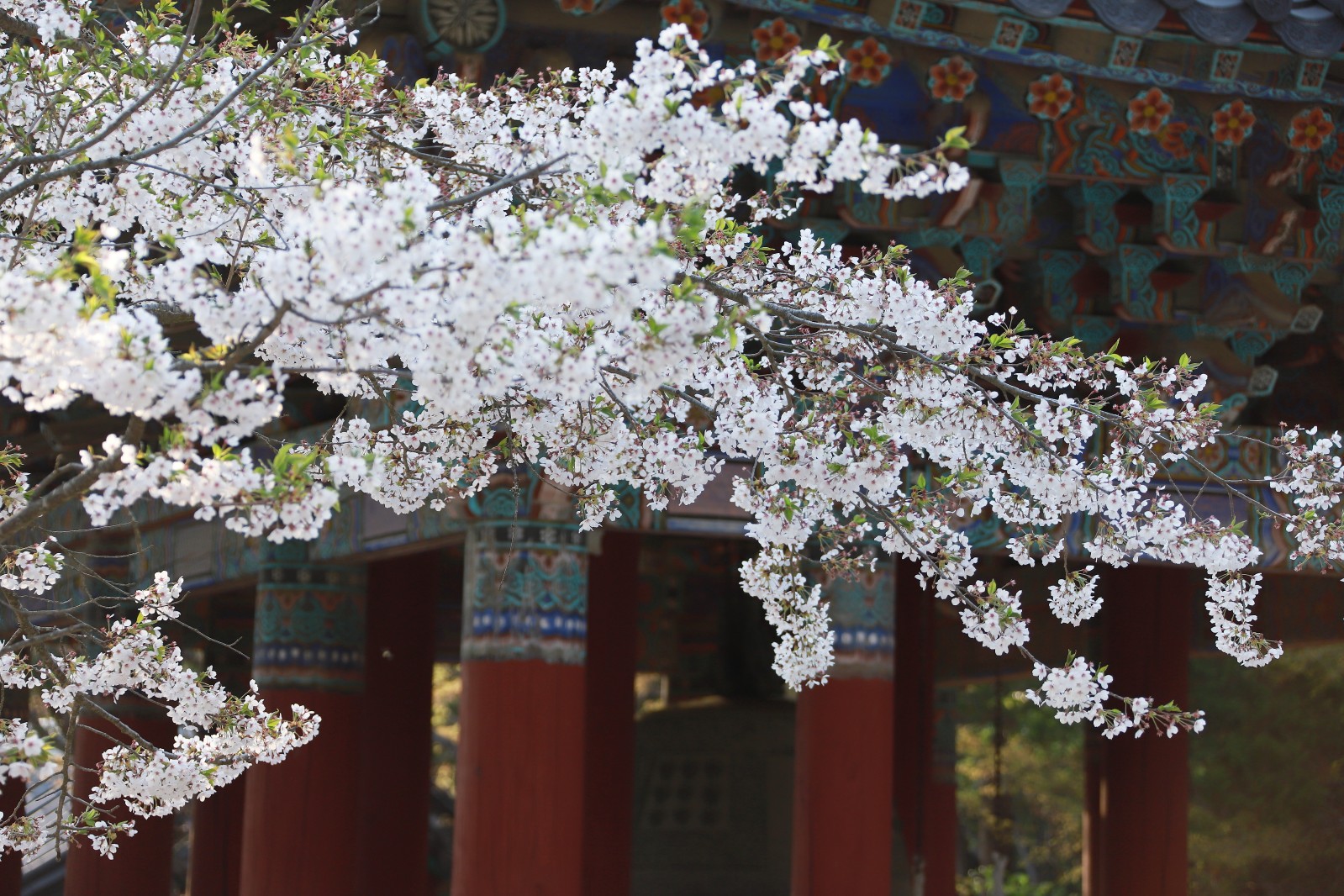Bulguksa in spring
