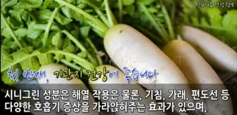 무우 효능 부작용 섭취 방법_19