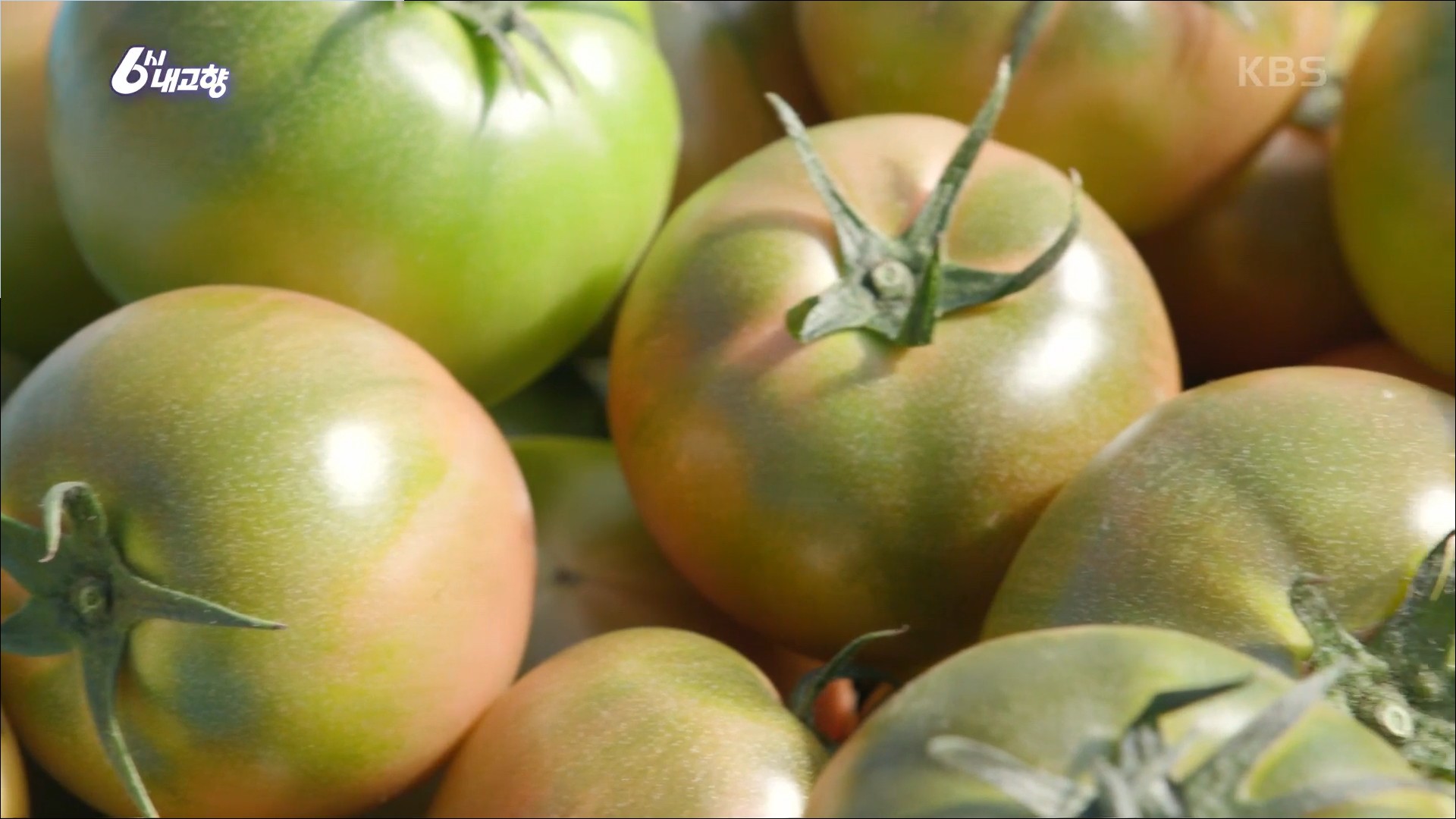 부산-대저-짭짤이토마토