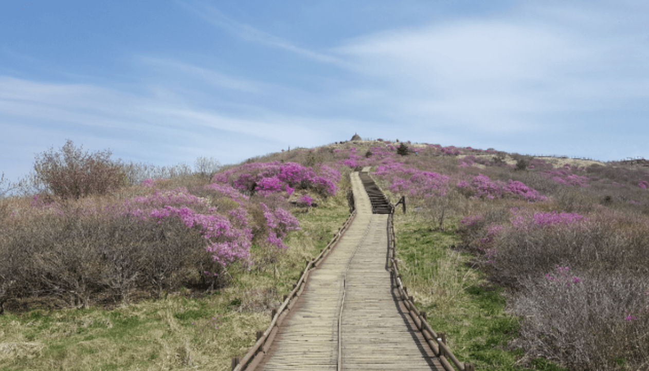 지리산에서만 볼 수 있는 봄철 야생화