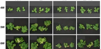 청경채 재배법과 요령, 수경재배, 물주기, 파종 방법, 파종시기_49