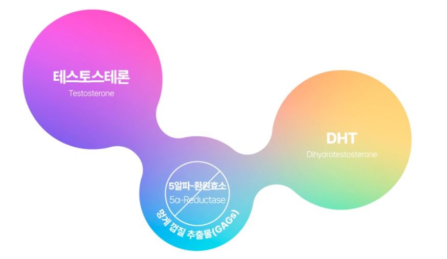 글라이코사미노글리칸(GAGs) 탈모 조건 억제