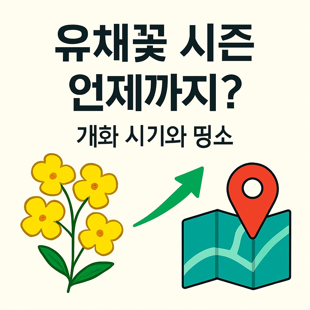 유채꽃 시즌 이번주 절정 명소 이미지