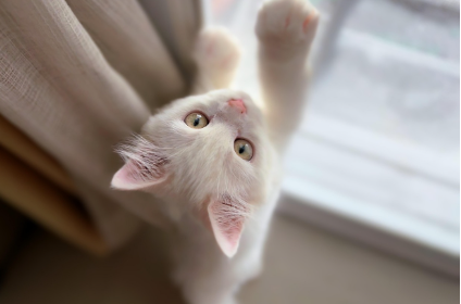 추천 다이어트 사료 &amp; 간식 관련 사진