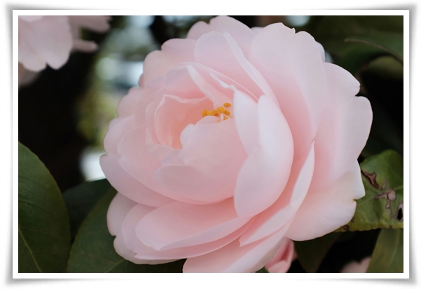 "동백꽃" 겨울의 끝 봄의 우아함을 담은 붉은 보석!