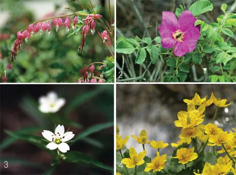 5월의 야생화 백화등 소리쟁이 낮달맞이꽃 알프스민들레_5