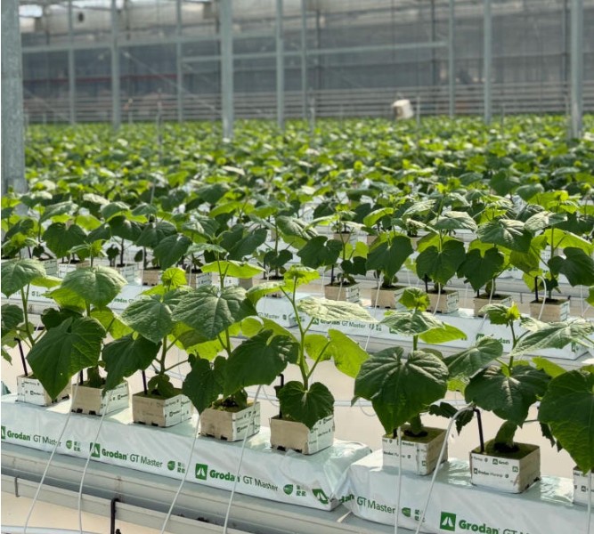 6시내고향 상주 오이 재배 하우스 내부 모습