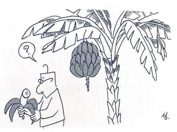 바나나는 풀이다