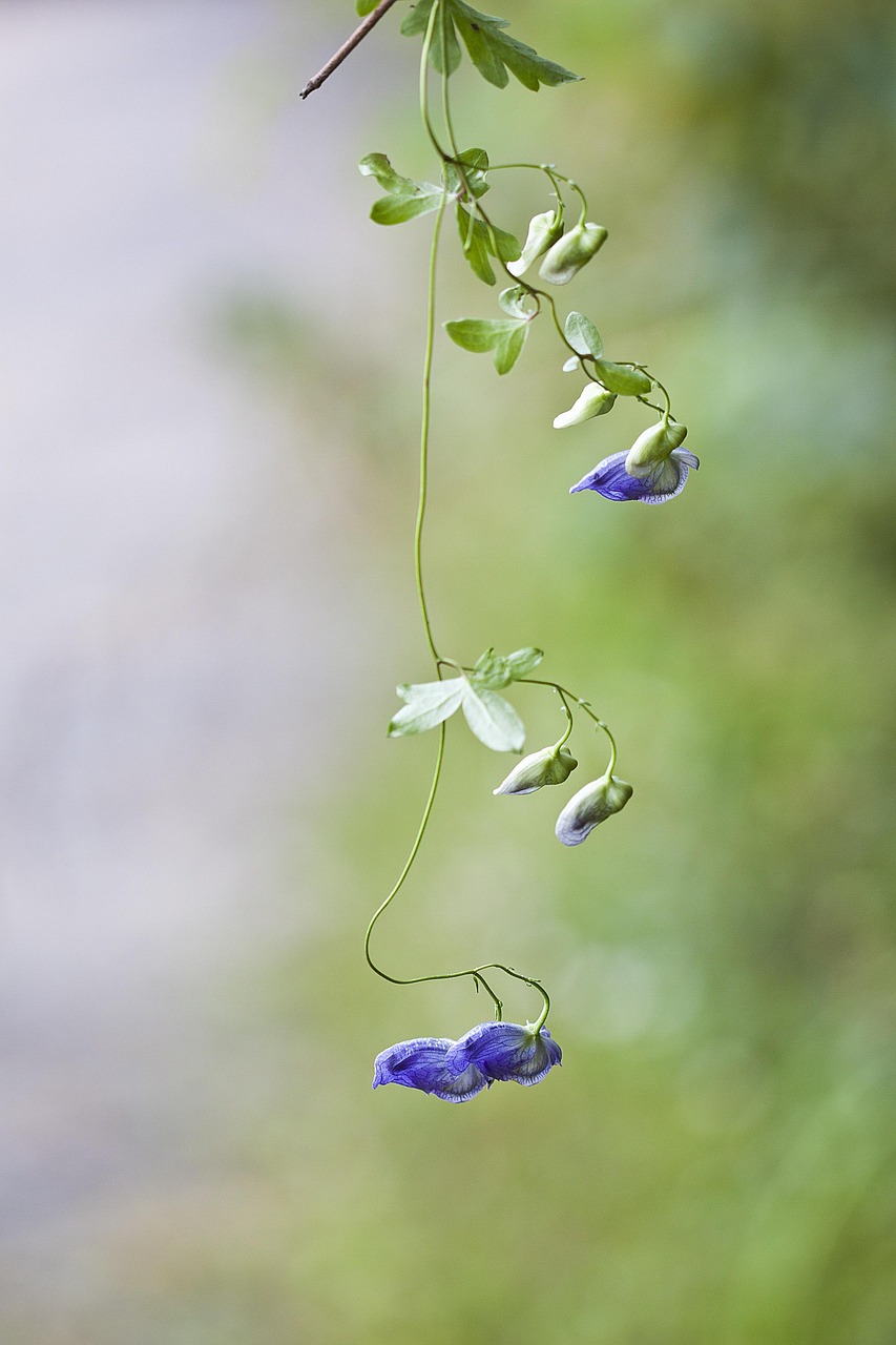 평창야생화 사진