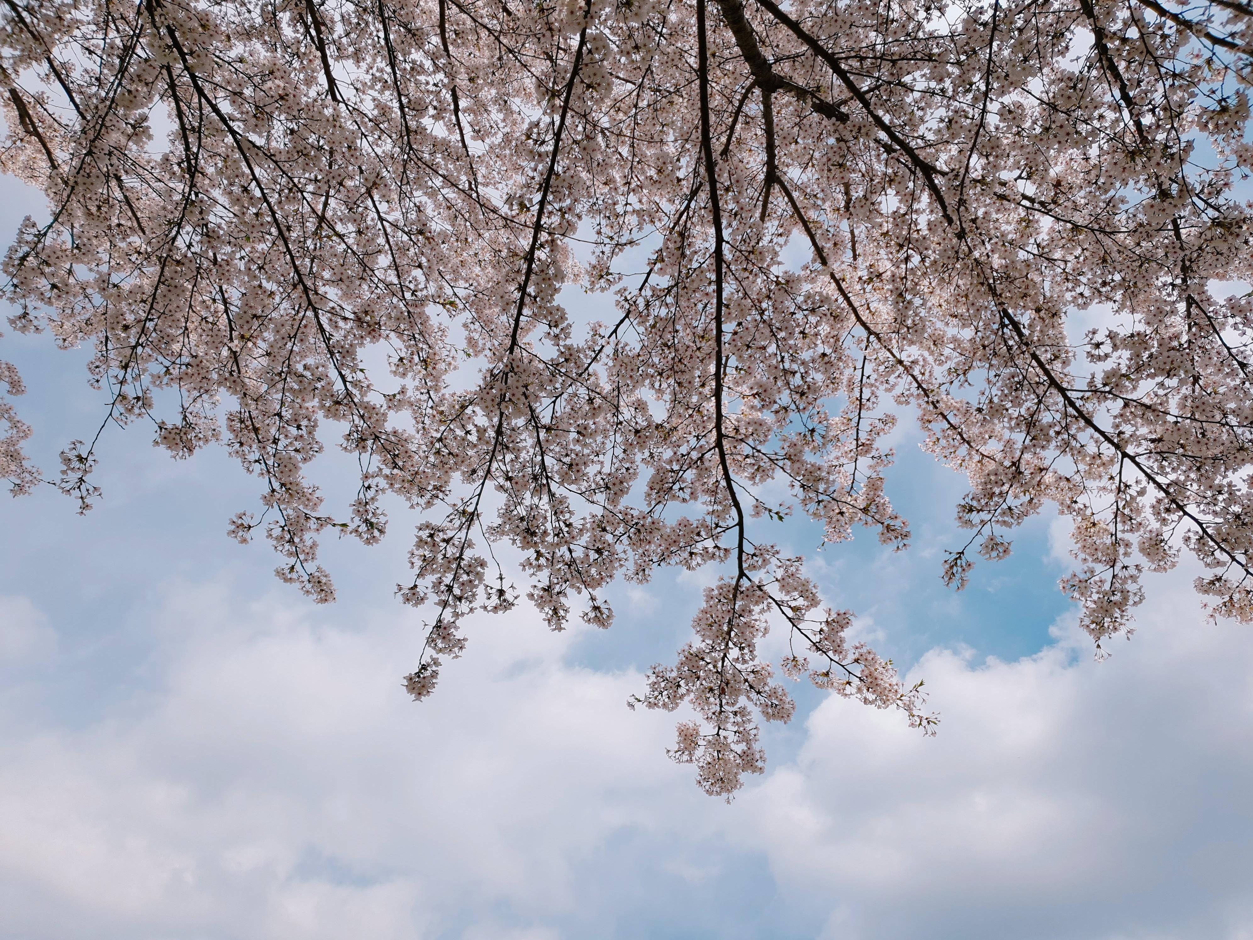제주공항 가까운 벚꽃명소