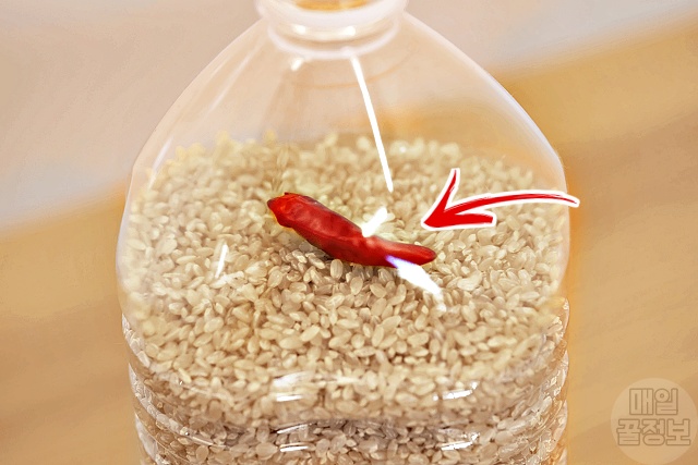 페트병 홍고추 쌀벌레 없애는법, 쌀벌레 애벌레, 바구미, 쌀 보관방법 보관법, 팁줌 매일꿀정보