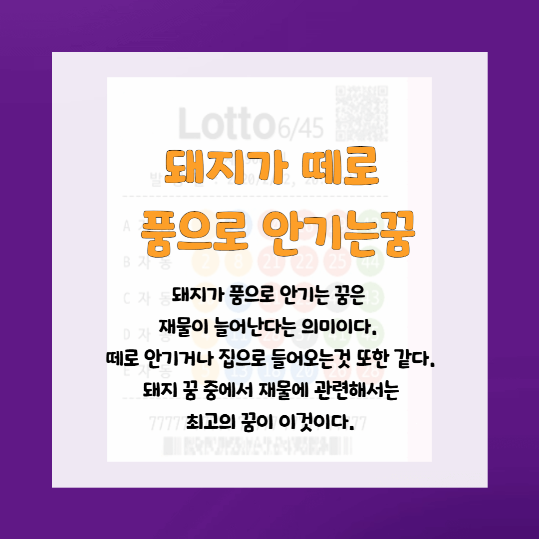 로또사야하는 꿈-돼지꿈