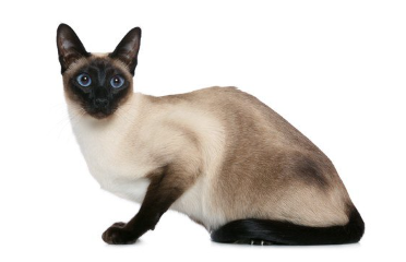 샴고양이.